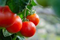 Sekret uprawy zdrowych pomidorów - kompleksowy przewodnik po nawozach