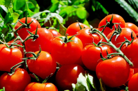 Ekologiczne metody wspomagania wzrostu pomidorów